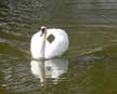 swan
