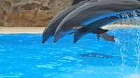 dolphins at Loro