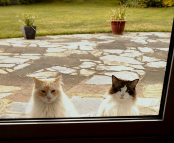 Cats want in