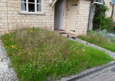 overgrown front lawn