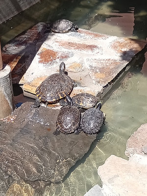 family turtles