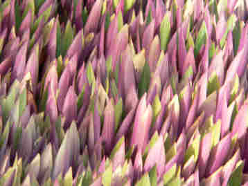 La Gomera HPB gardens