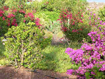 La Gomera HPB gardens