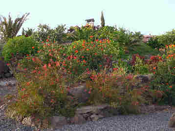 La Gomera HPB gardens