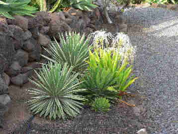 La Gomera HPB gardens