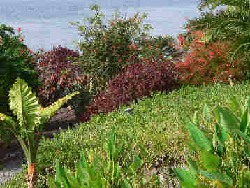 La Gomera HPB gardens