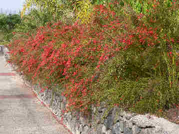 La Gomera HPB gardens