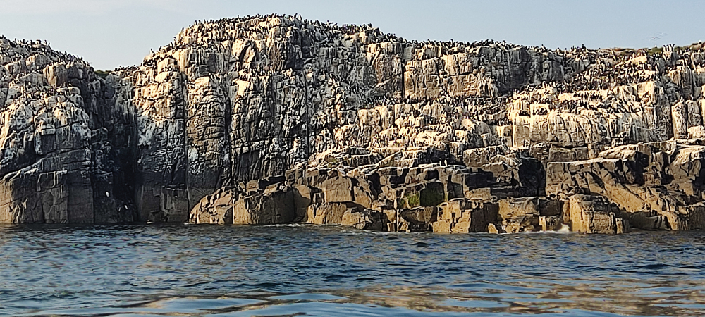 Farne Islands