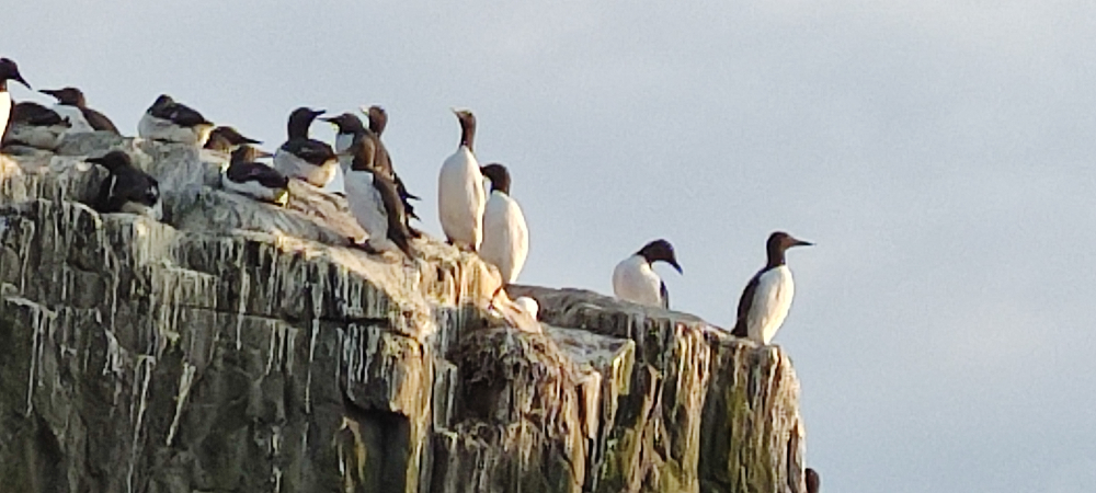 Farne Islands