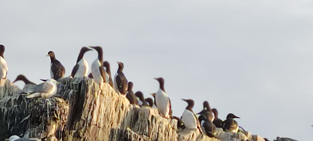 Farne Islands