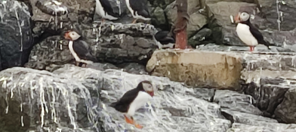 Farne Islands