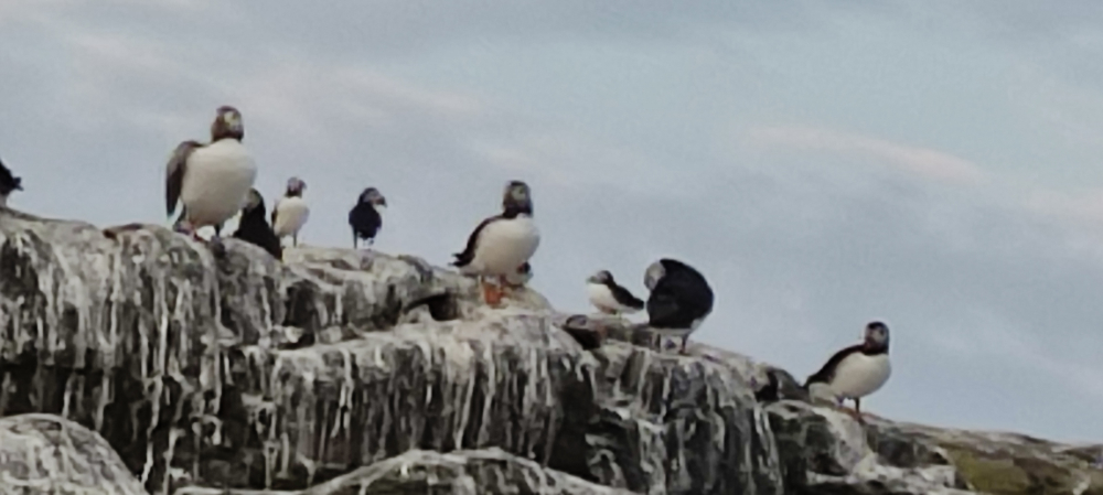 Farne Islands